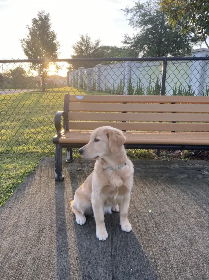 Golden retriever sitting by a bench at the Hickory Hammock dog park