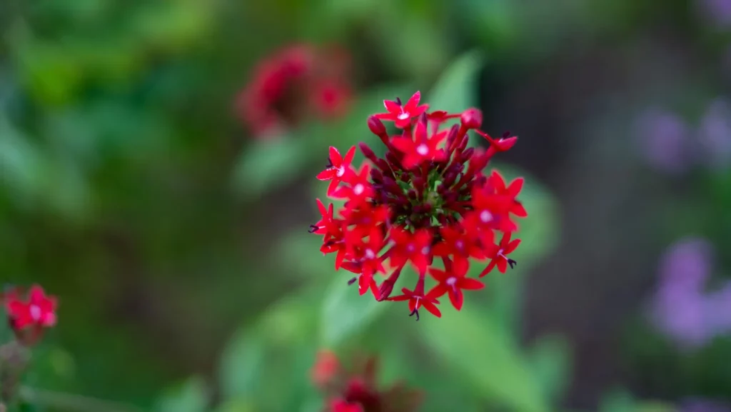 Red pentas flower in a Hickory Hammock garden
