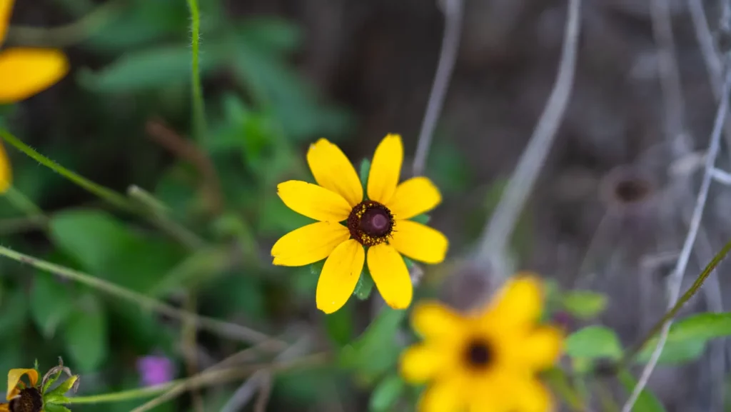 Yellow black-eyed Susan wildflowers at Hickory Hammock