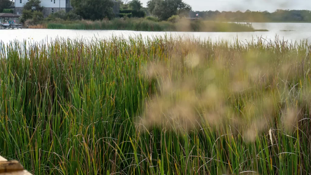 Marsh grasses along the lake shore at Hickory Hammock