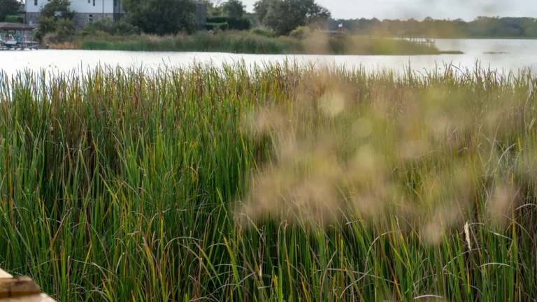 Marsh grasses along the lake shore at Hickory Hammock