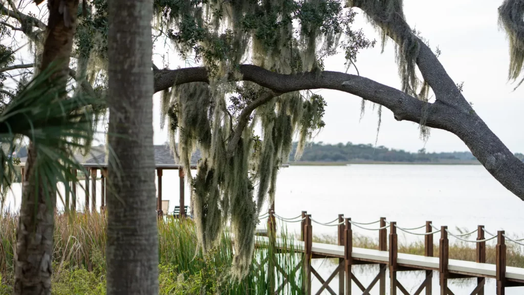 Spanish moss-covered oaks by the lake and pier at Hickory Hammock
